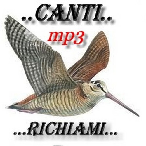Richiami per uccelli - richiami,