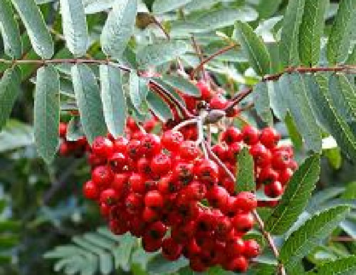 Serbal caccia sorbus - da,