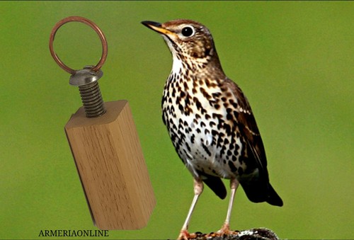 Richiamo per tordo uccelli - , da