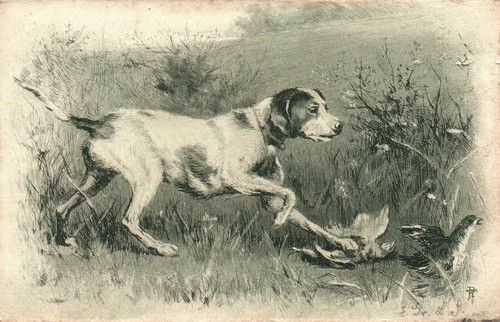 Cartolina cane da - *,